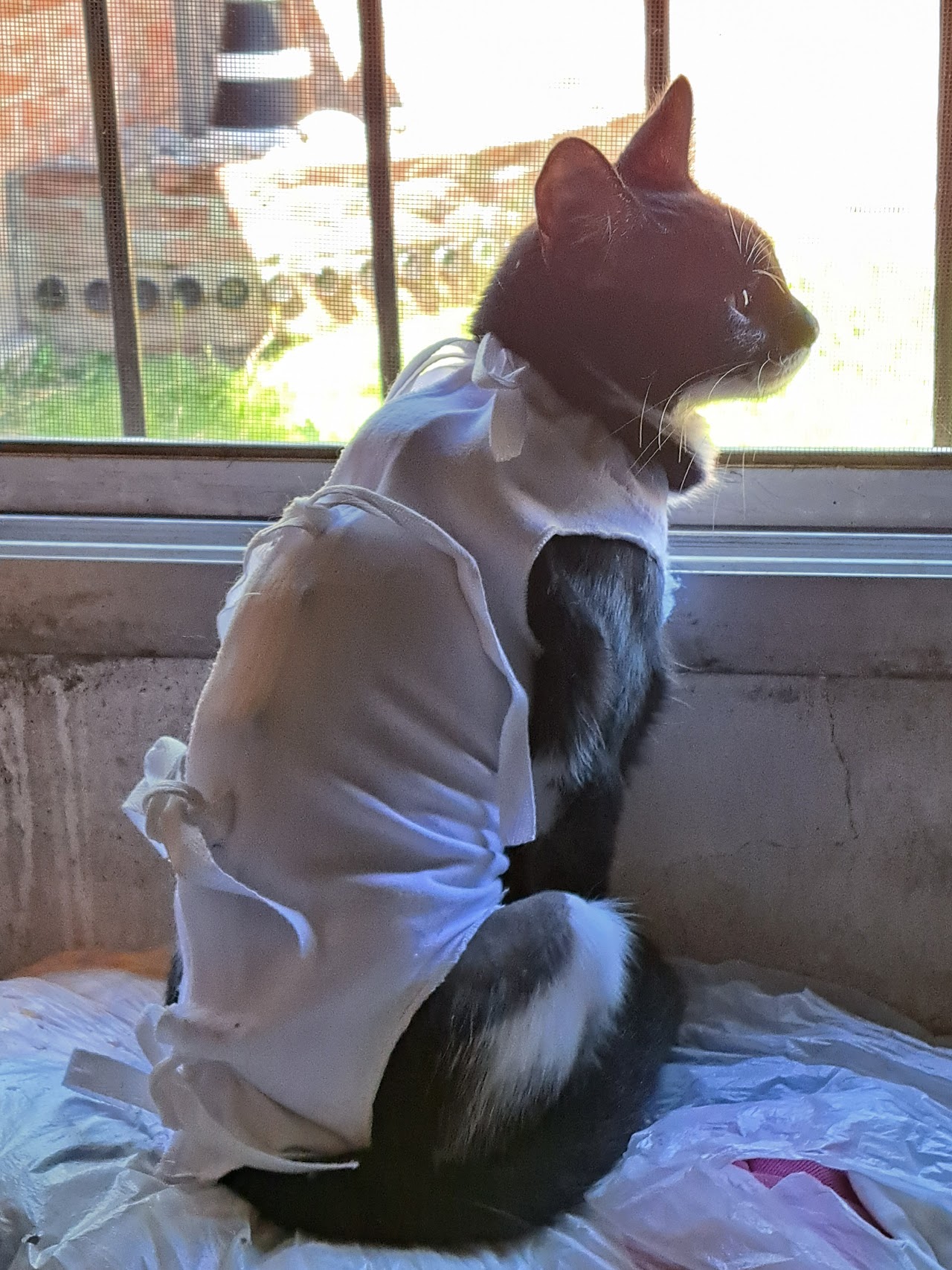 Paciente en recuperación post-quirúrgica en Veterinaria San Valentín